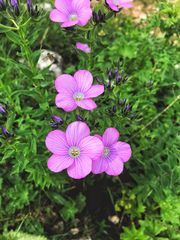 Linum hypericifolium