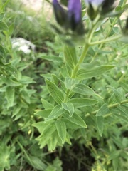 Linum hypericifolium