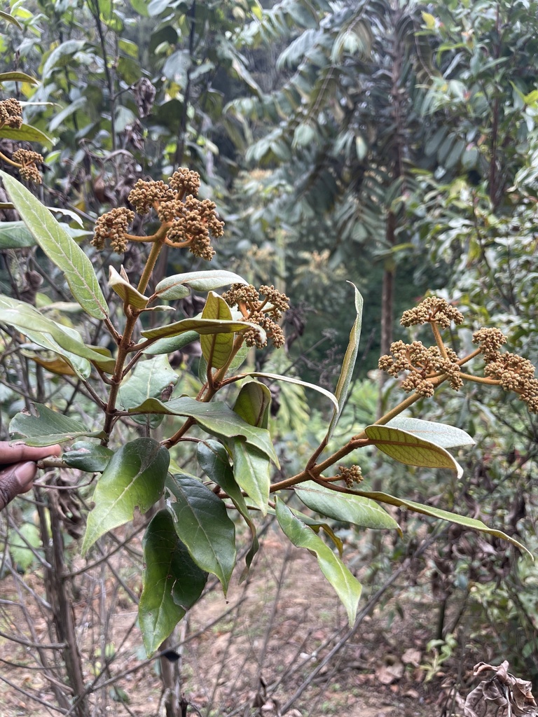 Harungana montana