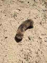 Spalax arenarius