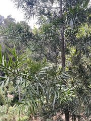 Afrocarpus falcatus