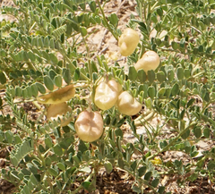 Sphaerophysa salsula