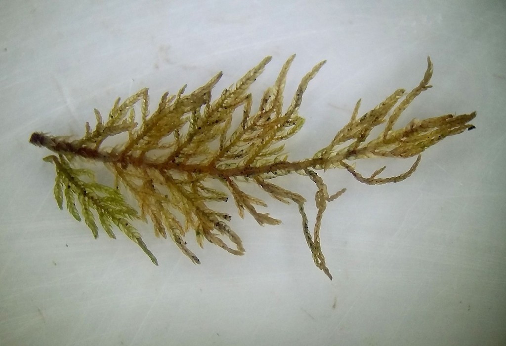 Bryobroma velenovskyi