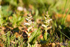 Lachenalia undulata