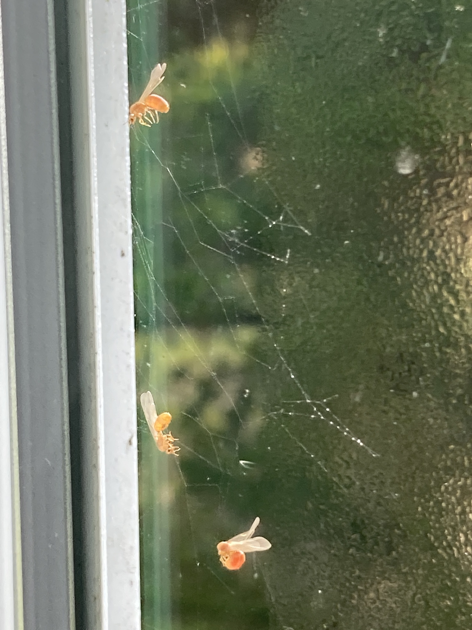 Solenopsis pergandei