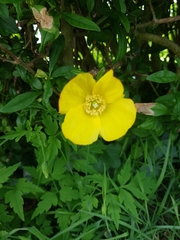 Papaver croceum