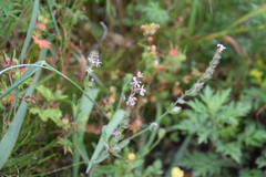 Silene gallica gallica