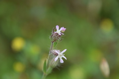 Silene gallica gallica