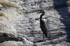 Ardea herodias