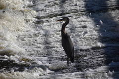 Ardea herodias
