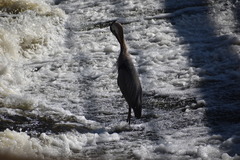 Ardea herodias
