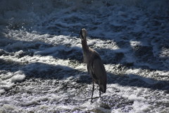 Ardea herodias