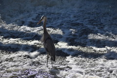 Ardea herodias