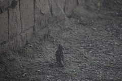 Passer domesticus
