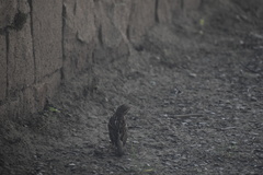 Passer domesticus