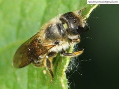 Helicosmia