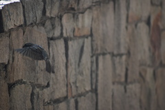 Passer domesticus