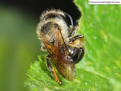 Helicosmia
