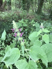 Stachys sylvatica