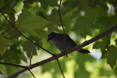 Dumetella carolinensis