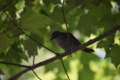 Dumetella carolinensis