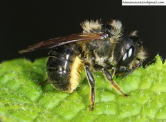 Helicosmia