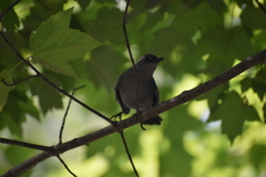 Dumetella carolinensis