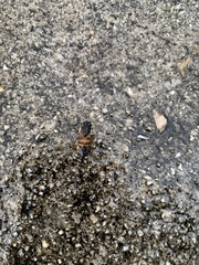 Apis mellifera