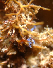 Phyllodesmium macphersonae