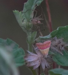 Eublemma cochylioides