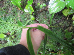 Pterophylla racemosa