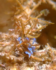 Phyllodesmium macphersonae
