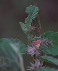 Eublemma cochylioides