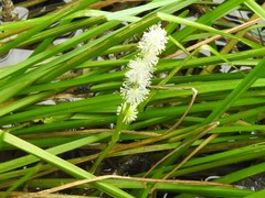 Sparganium emersum