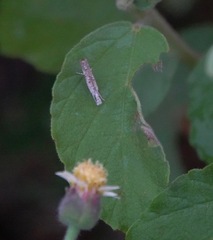 Culladia hastiferalis