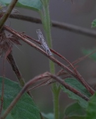 Culladia hastiferalis