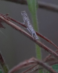 Culladia hastiferalis