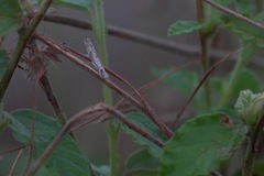 Culladia hastiferalis