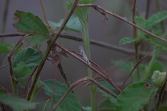 Culladia hastiferalis