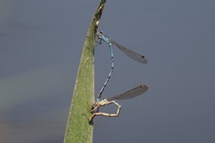 Indolestes peregrinus