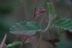 Eublemma cochylioides