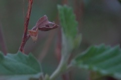 Eublemma cochylioides