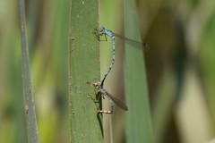 Indolestes peregrinus