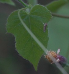 Culladia hastiferalis