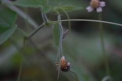 Culladia hastiferalis