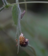 Culladia hastiferalis