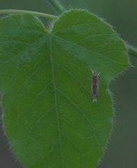 Culladia hastiferalis