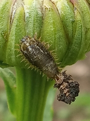 Cassida rubiginosa