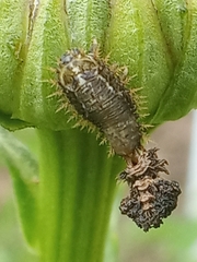 Cassida rubiginosa