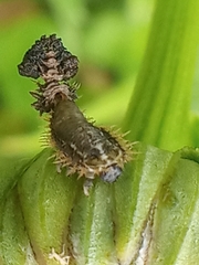 Cassida rubiginosa